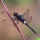 Image of Hadrothemis camarensis (Kirby 1889)