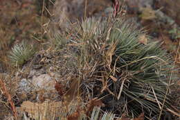 Image of Agave rzedowskiana P. Carrillo, Vega & R. Delgad.