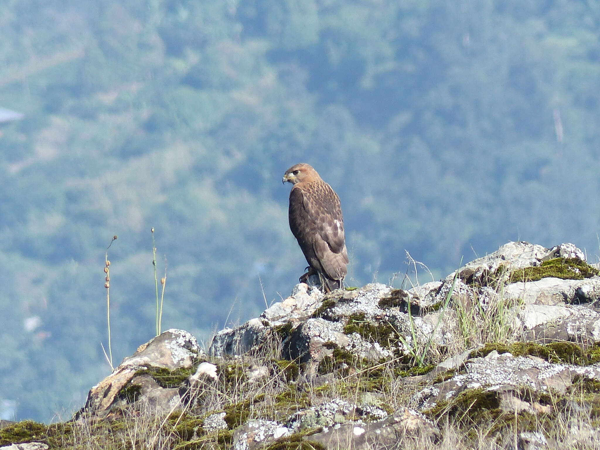 Image of African Red-tailed Buzzard