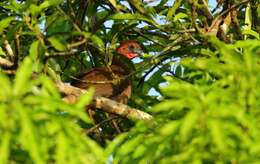 Ortalis motmot (Linnaeus 1766) resmi