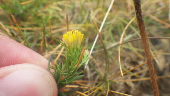 صورة Galatella linosyris subsp. armoricana (Rouy) Greuter