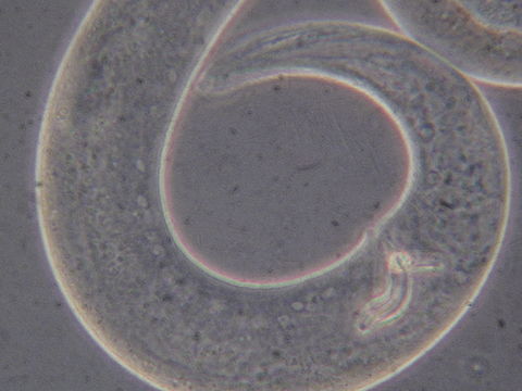 Image of Araeolaimida