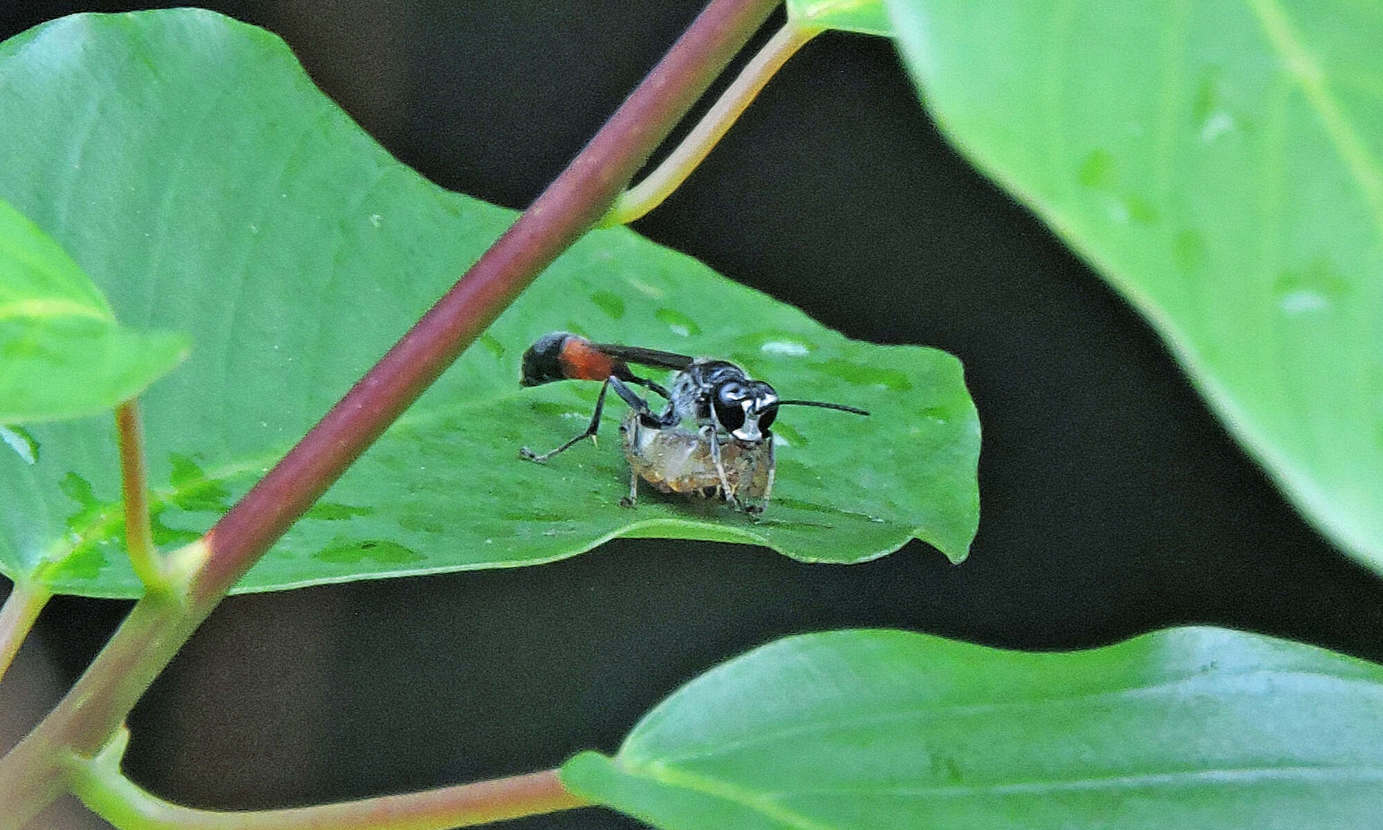 Image de Trypoxylon petiolatum F. Smith 1858