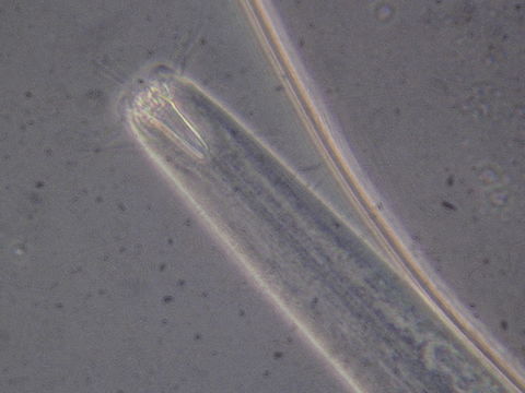 Image of Araeolaimida