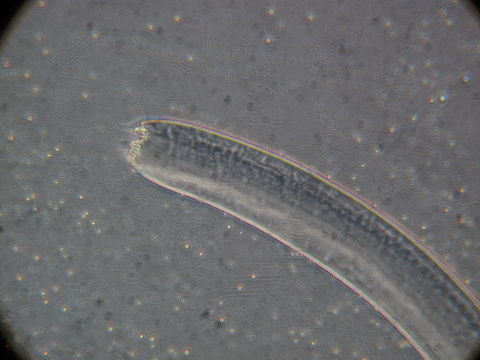 Image of Enoplida