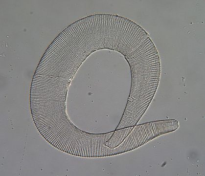 Image of Monhysterida