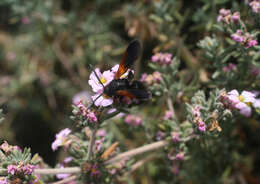 Image de Frankenia corymbosa Desf.