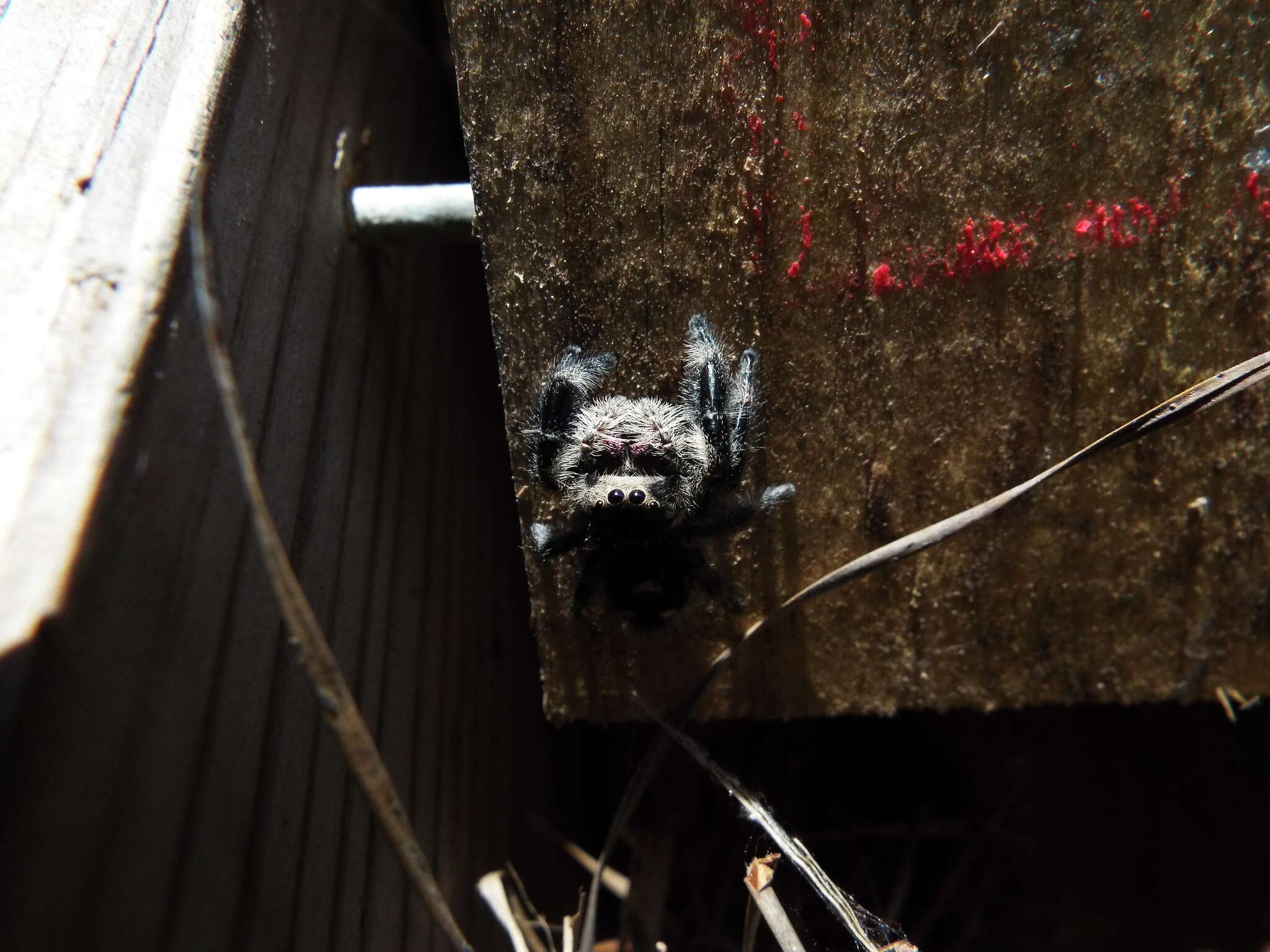 صورة Phidippus regius C. L. Koch 1846