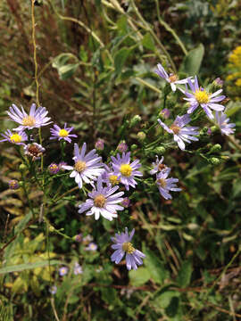 Image de Symphyotrichum puniceum (L.) A. Löve & D. Löve