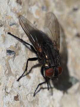 Image de Protocalliphora azurea (Fallen 1817)