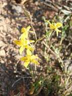 Image of Cyanella lutea L. fil.