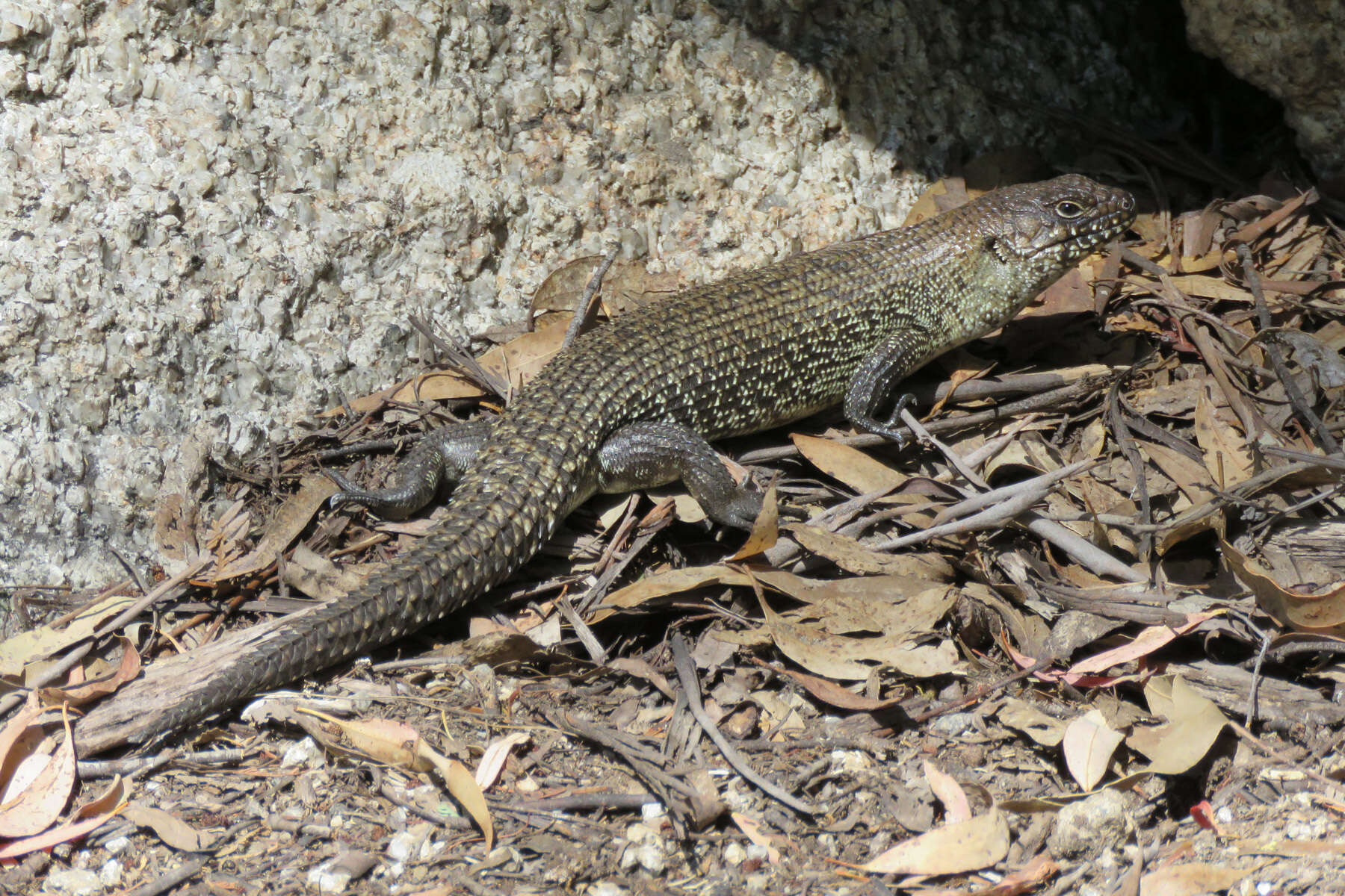 Image of Cunningham's skink