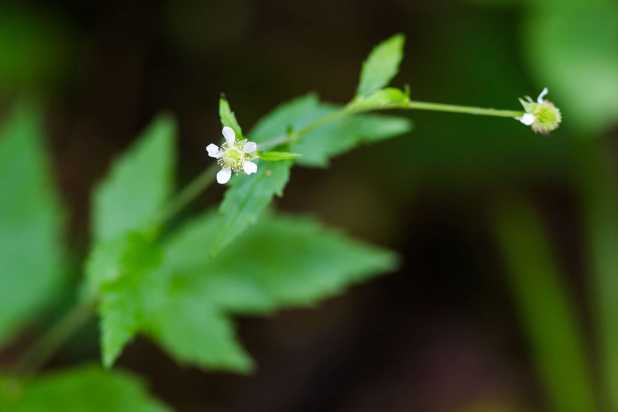 Image of white avens