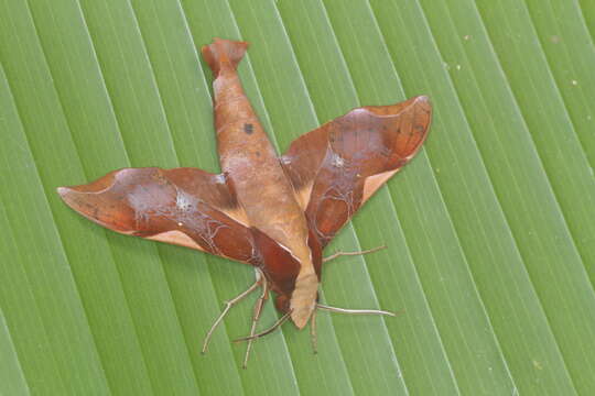 Image of Callionima nomius (Walker 1856)