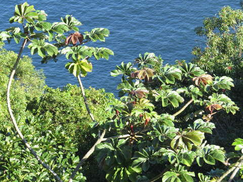 Image of Cecropia glaziovii Snethlage