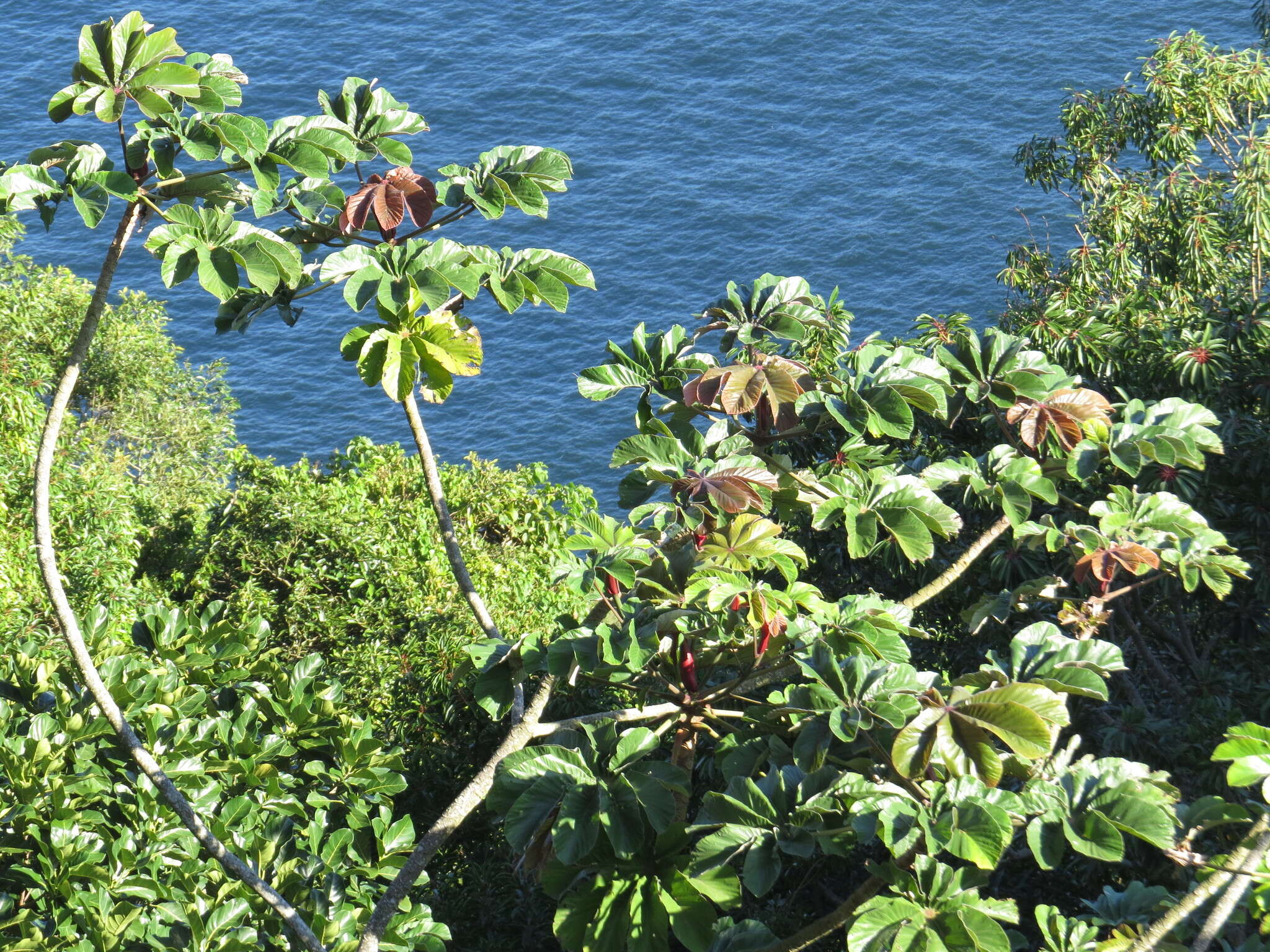 Cecropia glaziovii Snethlage的圖片