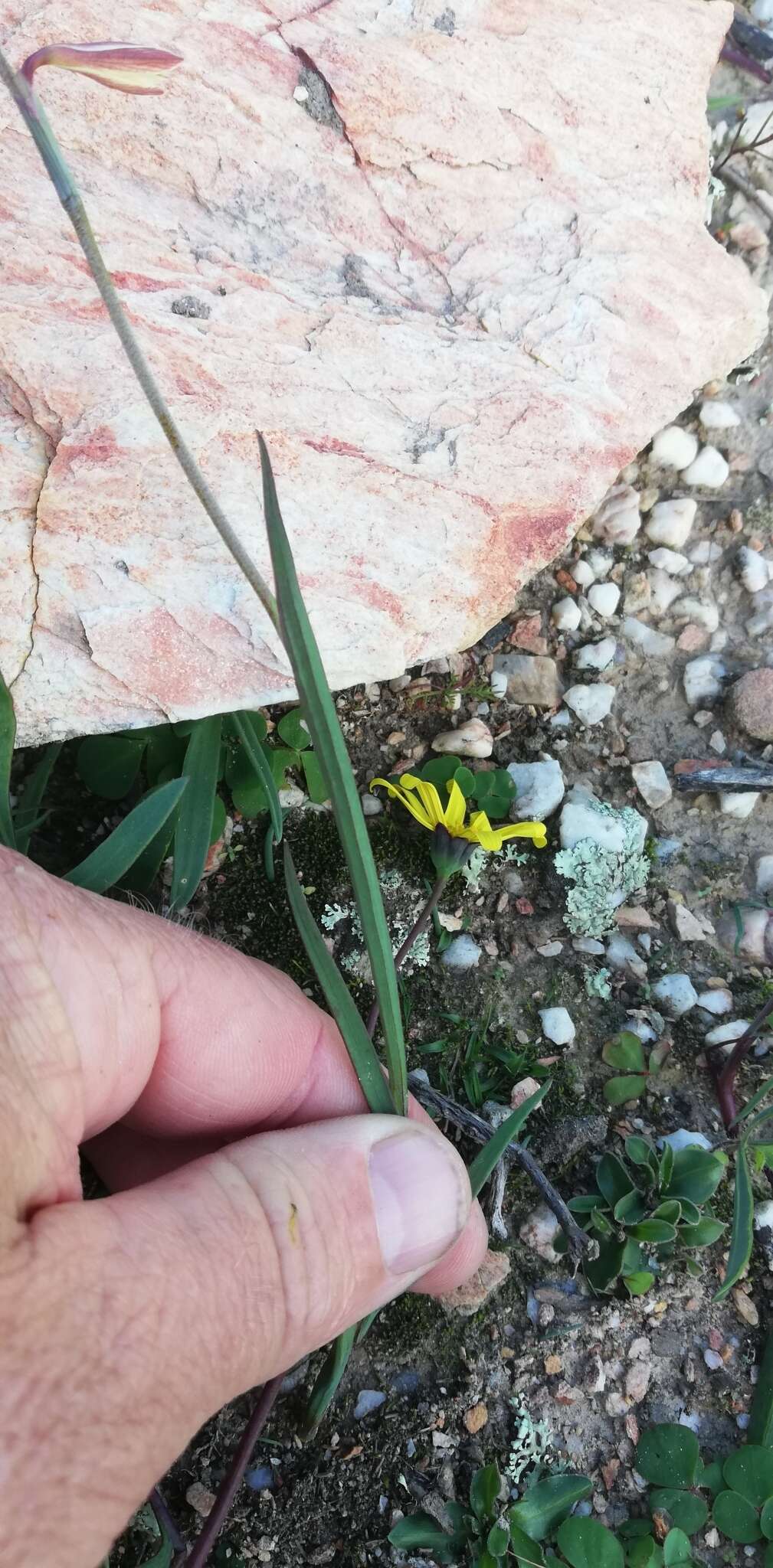 Hesperantha radiata subsp. radiata的圖片