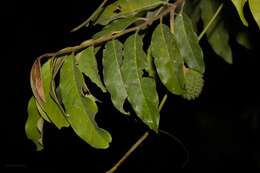 Image of Annona neosericea H. Rainer