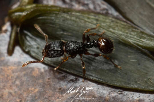 Image of Tetramorium confusum Bolton 1977