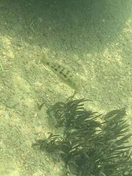 Image of Fossorochromis