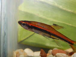 Image of red-striped rasbora