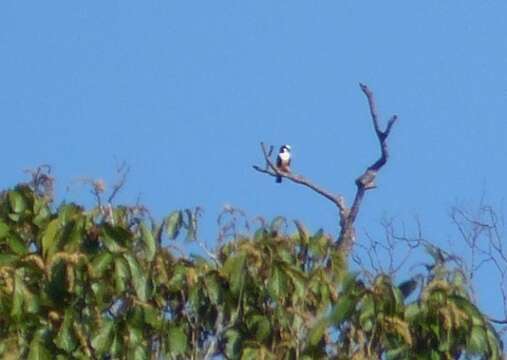 Image of Bornean Falconet