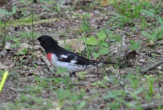 Image of Rose-breasted Grosbeak