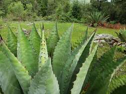 Image of Agave inaequidens K. Koch