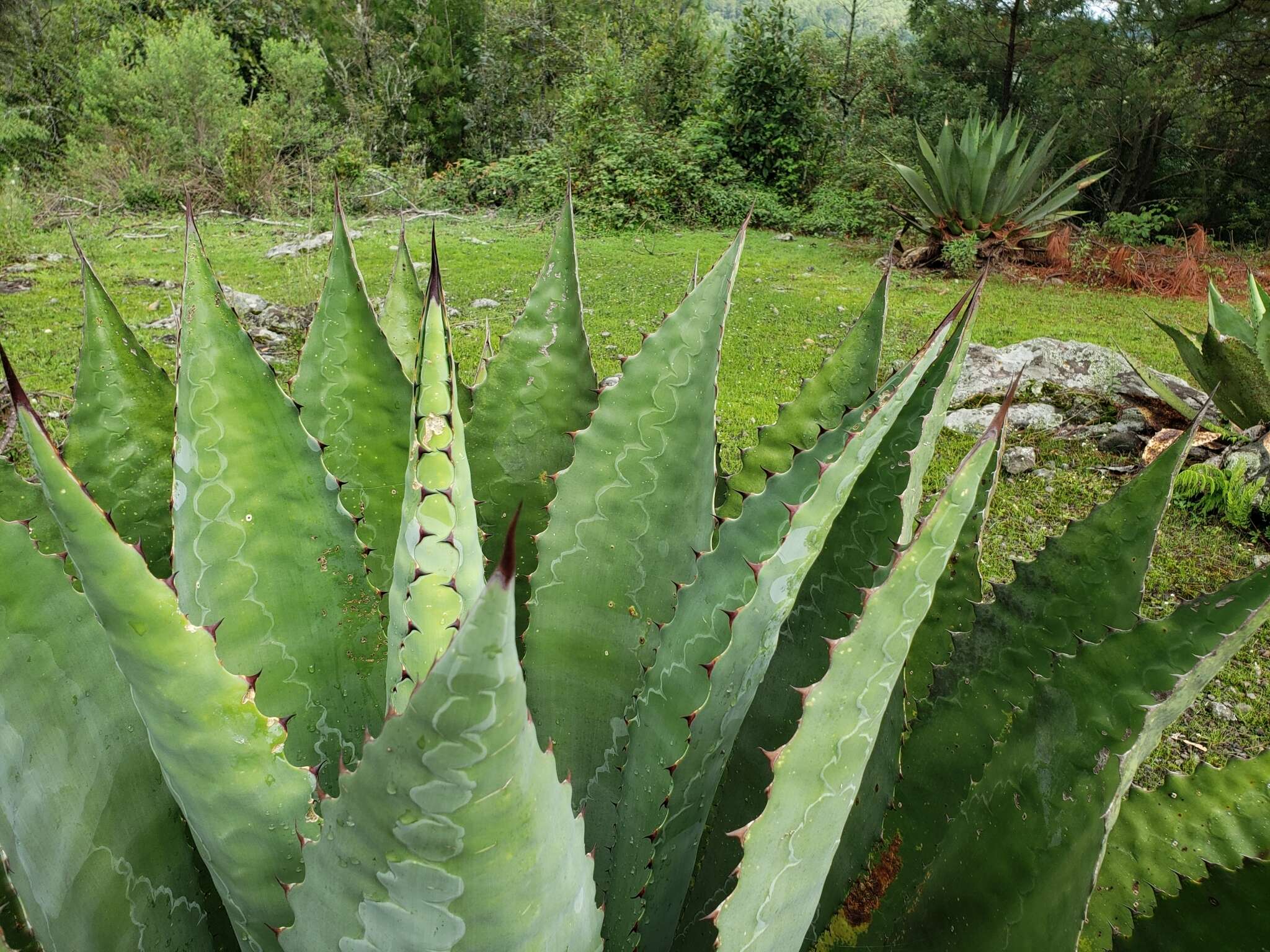 Image of Agave inaequidens K. Koch