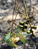 Слика од Eucalyptus behriana F. Müll.