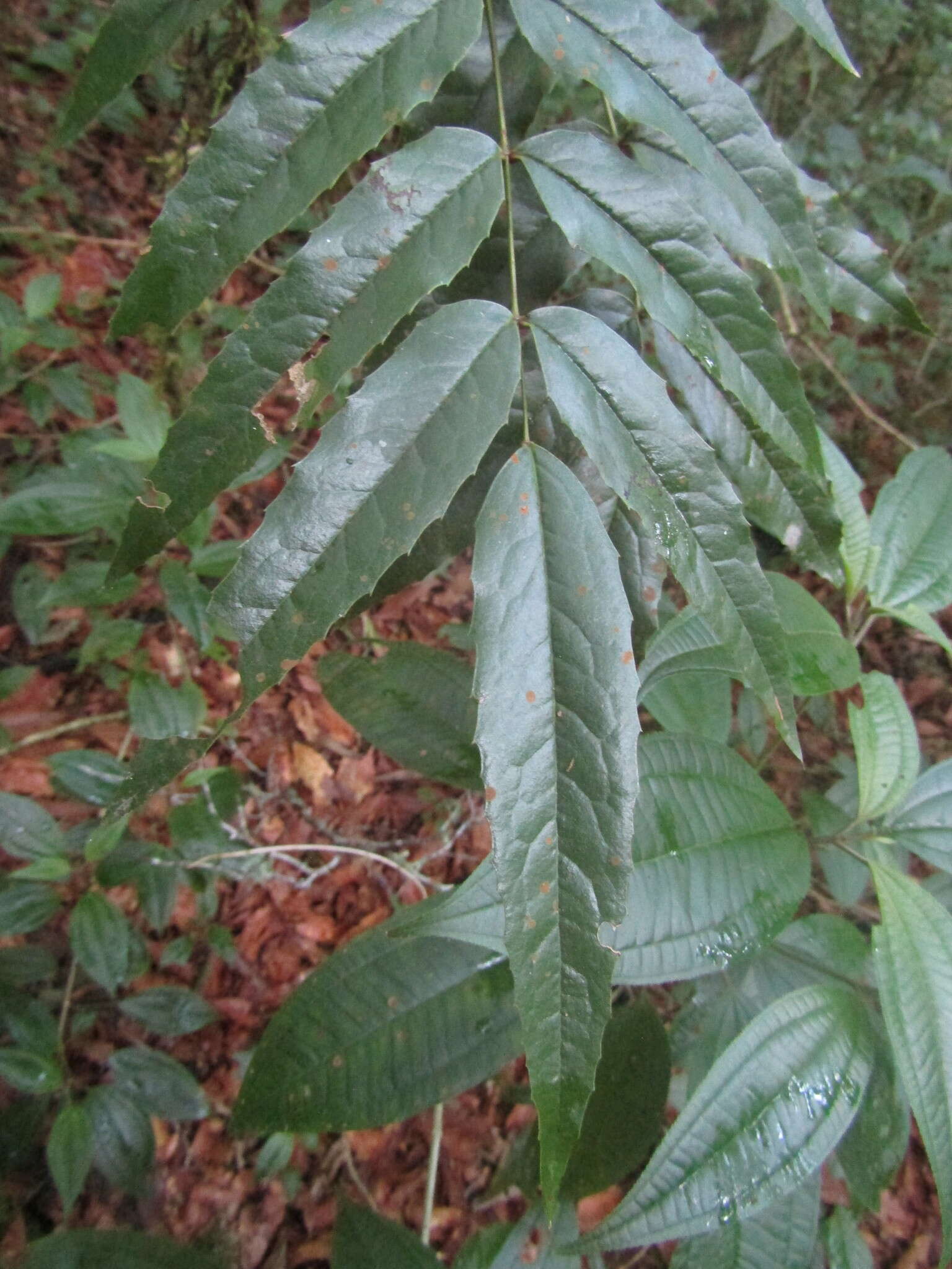 Image of Berberis lanceolata Benth.