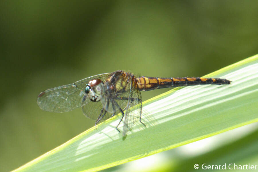 Image de Amphithemis curvistyla Selys 1891