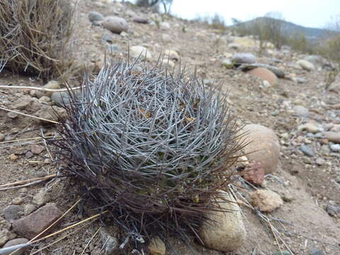 Image of Eriosyce curvispina subsp. armata (F. Ritter) Katt.