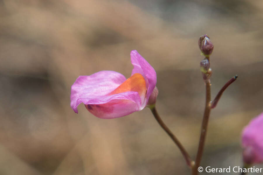 Image of Utricularia punctata Wall.