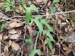 Image de Aristolochia pentandra Jacq.