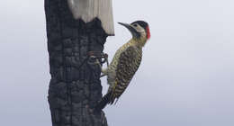 Image of Green-barred Woodpecker