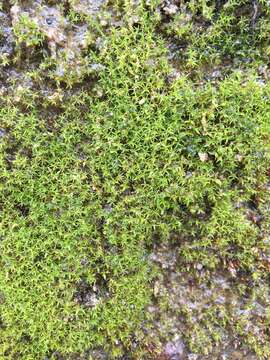 Image of dichodontium moss