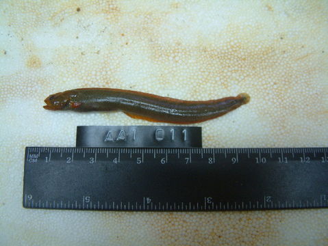 539.fojs alectrias alectrolophus aa1 011 1 1310776078 jpg.580x360