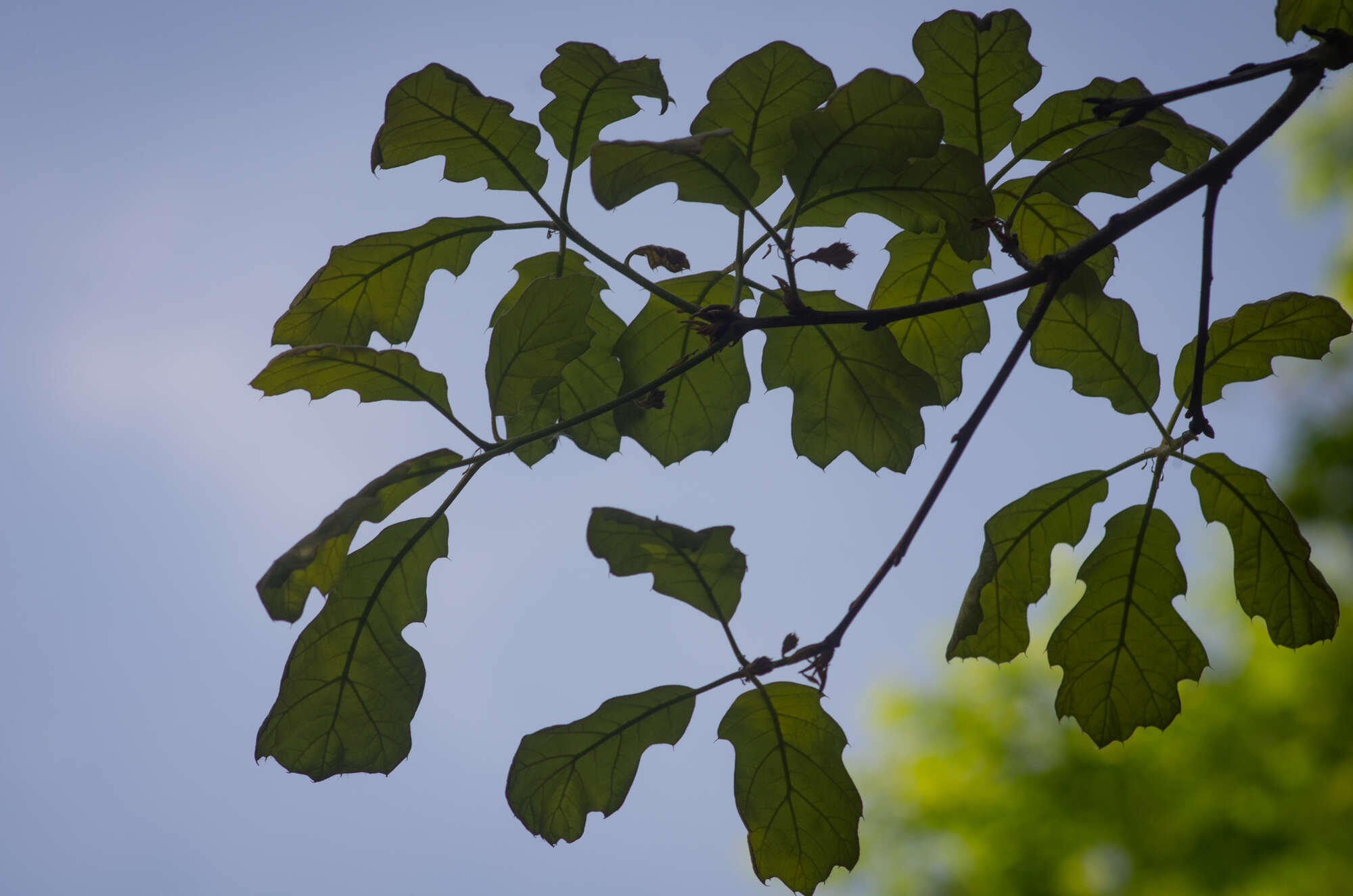 Image of Bush oak