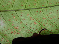 Image of Three-Leaf Halberd Fern