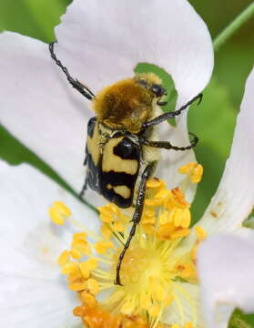 Image of Trichius orientalis Reitter 1894