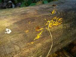 Image of Calocera cornea (Batsch) Fr. 1827