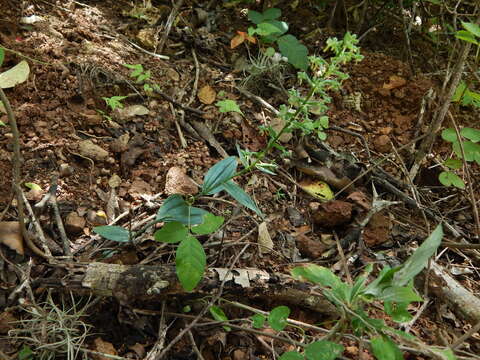 Plancia ëd Habenaria strictissima Rchb. fil.