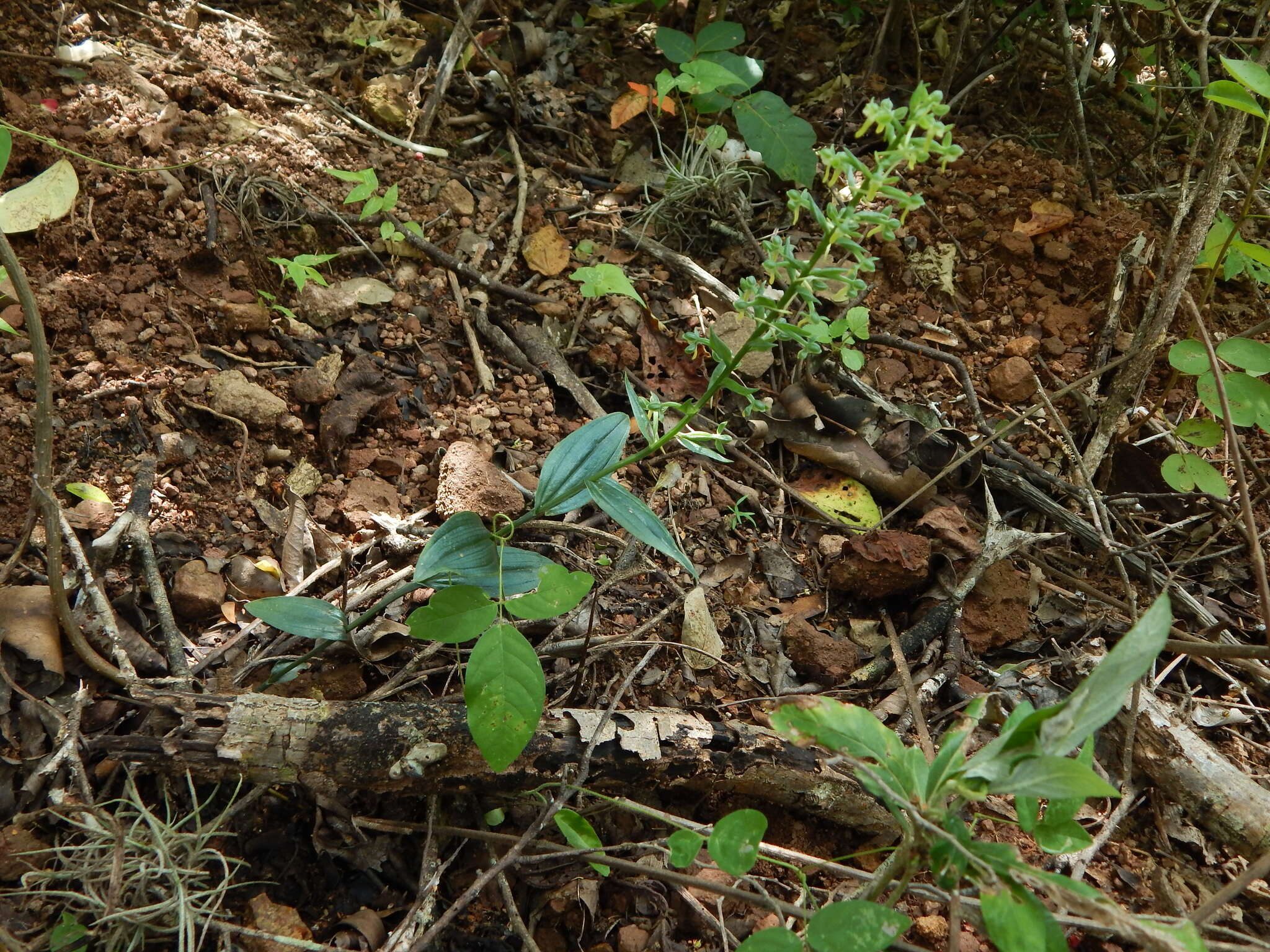 Plancia ëd Habenaria strictissima Rchb. fil.