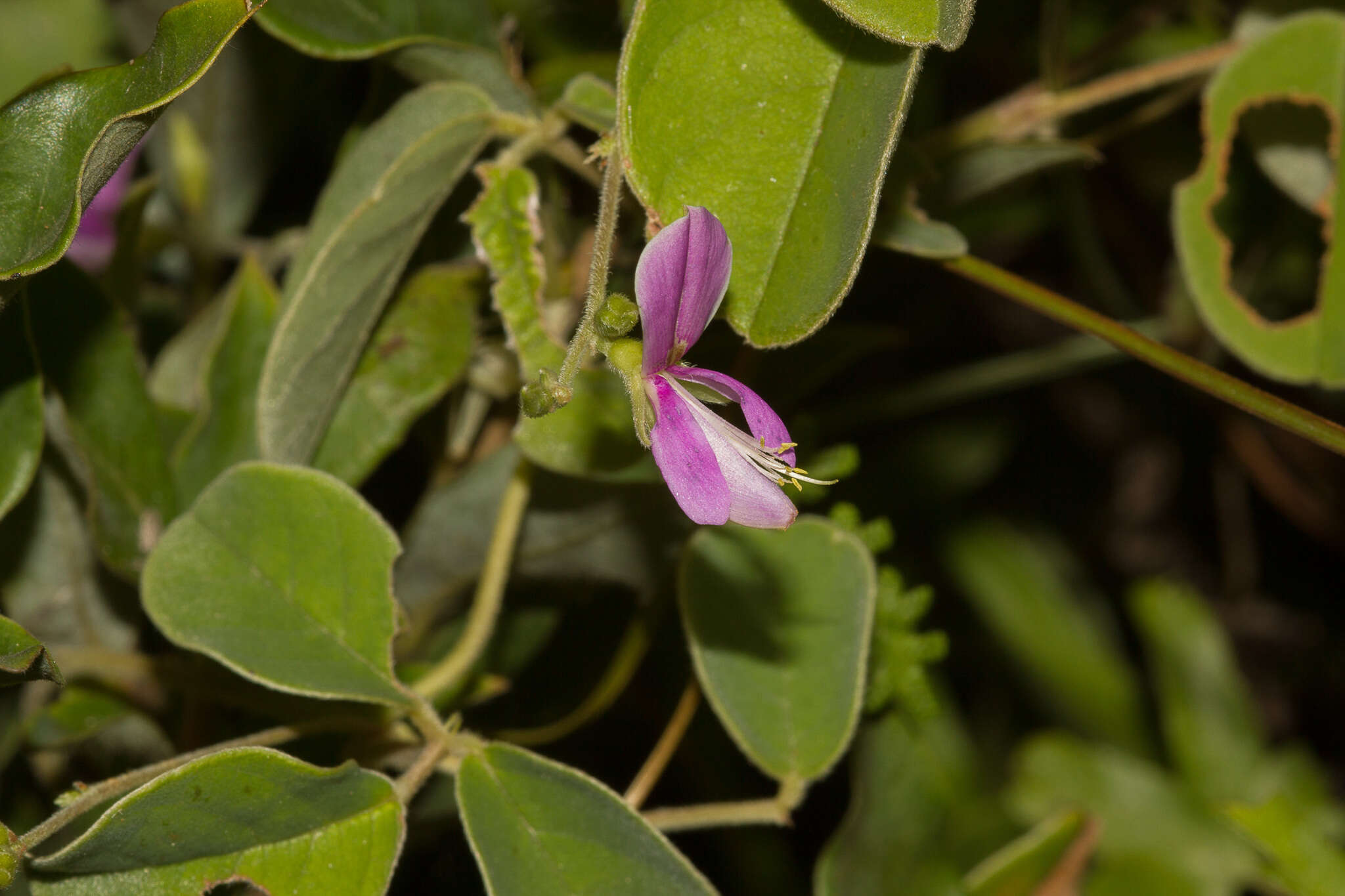 Image of Galactia tenuiflora var. tenuiflora