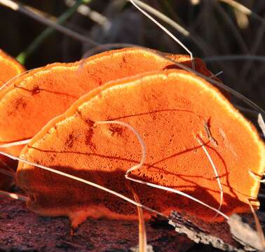 Imagem de Pycnoporus cinnabarinus (Jacq.) P. Karst. 1881