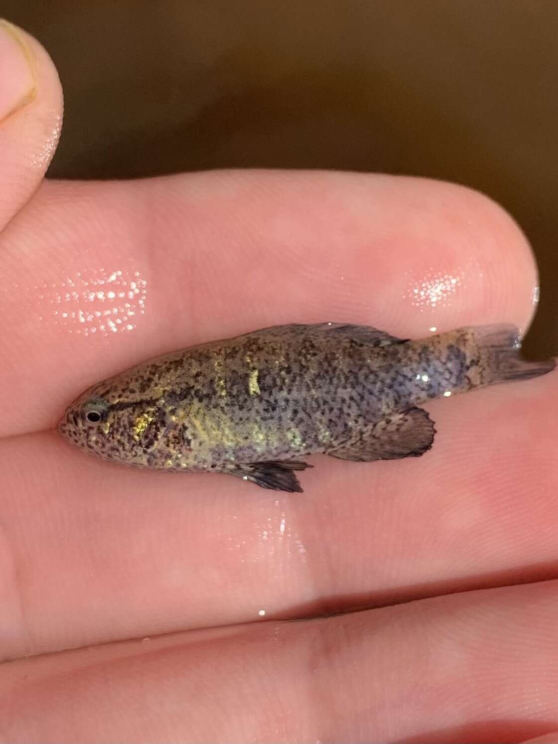 Image of Banded Pygmy Sunfish