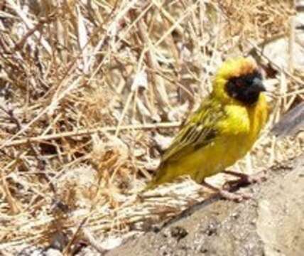 Image of Vitelline Masked Weaver