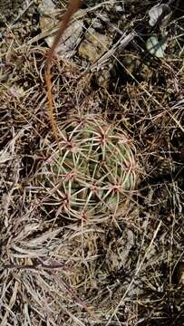 Image of Gymnocalycium monvillei subsp. achirasense (H. Till & Schatzl) H. Till