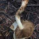 Image of Pholiota avellaneifolia A. H. Sm. & Hesler 1968